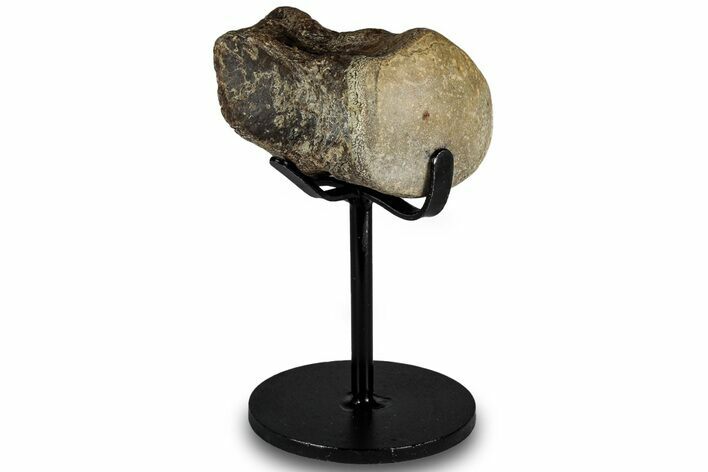 Fossil Mosasaur Vertebra w/ Metal Stand - Texas #316051